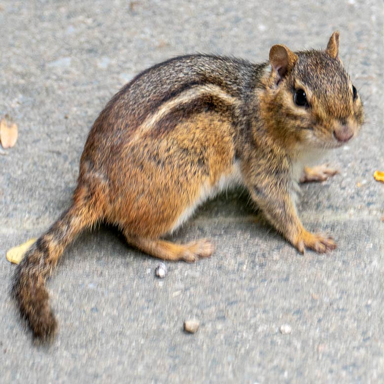 Streifenbackenhörnchen am 3. Juli 2022 auf dem Weg zur Löwen-Savanne im Grünen Zoo Wuppertal