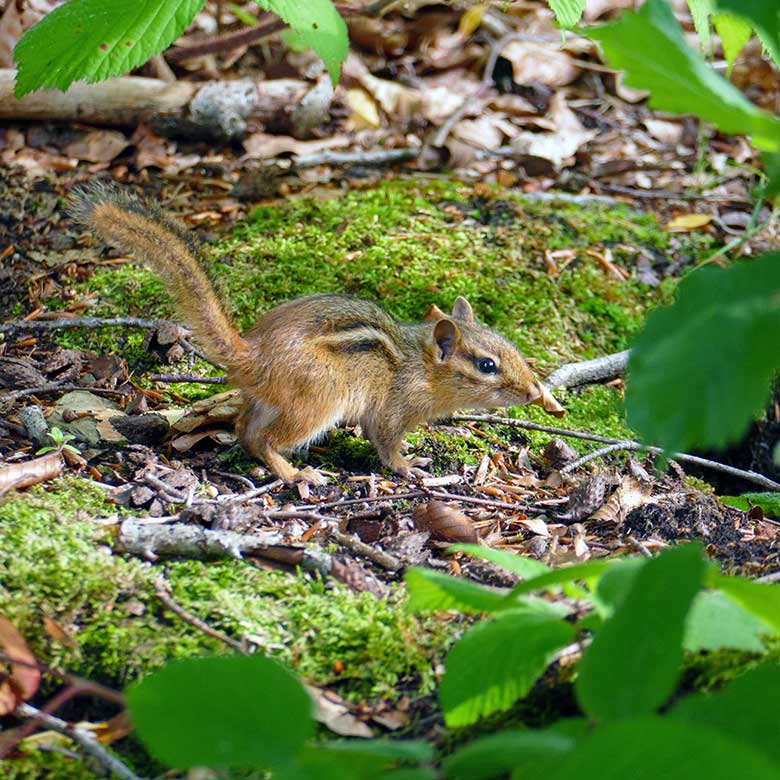 Streifenbackenhörnchen mit normaler Fell-Färbung am 22. Juli 2022 in der Nähe der ehemaligen Anlage für Haus-Rentiere im Zoologischen Garten der Stadt Wuppertal