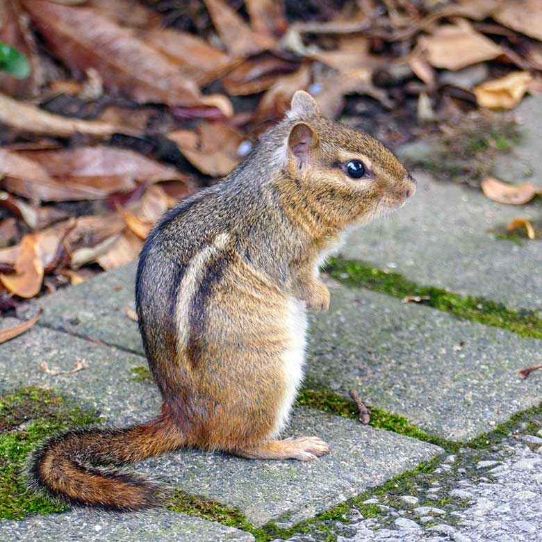 Streifenbackenhörnchen am 22. Juli 2022 in der Nähe der Löwen-Savanne im Zoo Wuppertal