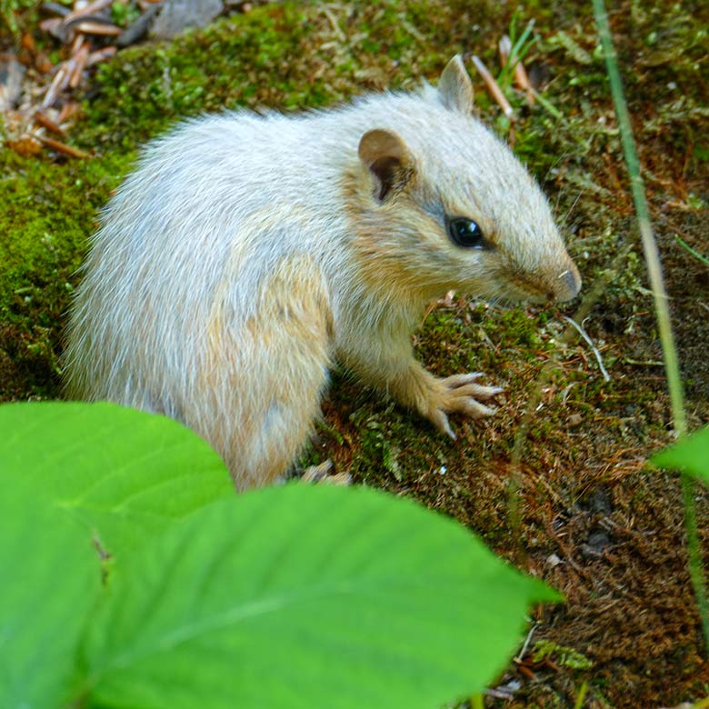 Streifenbackenhörnchen mit Fehlfarben am 23. Juli 2022 in der Nähe der Mishmi-Takin-Anlage im Grünen Zoo Wuppertal