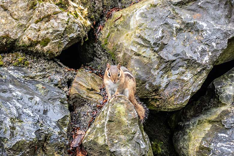 Streifenbackenhörnchen am 10. Mai 2023 in der Nähe der unteren Mishmi-Takin-Anlage im Zoologischen Garten der Stadt Wuppertal