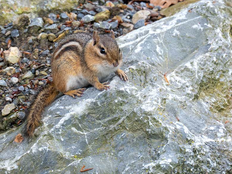 Streifenbackenhörnchen am 10. Mai 2023 in der Nähe der unteren Mishmi-Takin-Anlage im Grünen Zoo Wuppertal