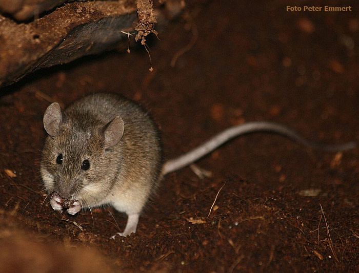 Hausmaus im Wuppertaler Zoo im März 2007 (Foto Peter Emmert)