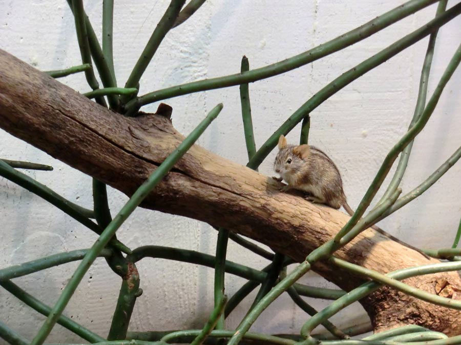 Striemen-Grasmaus im Zoologischen Garten Wuppertal im August 2014