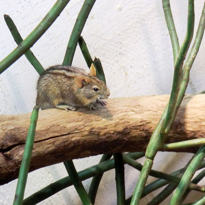 Striemen-Grasmaus im Wuppertaler Zoo im August 2014