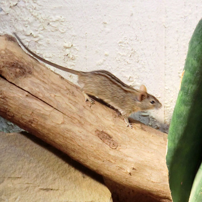 Striemen-Grasmaus im Wuppertaler Zoo im August 2014