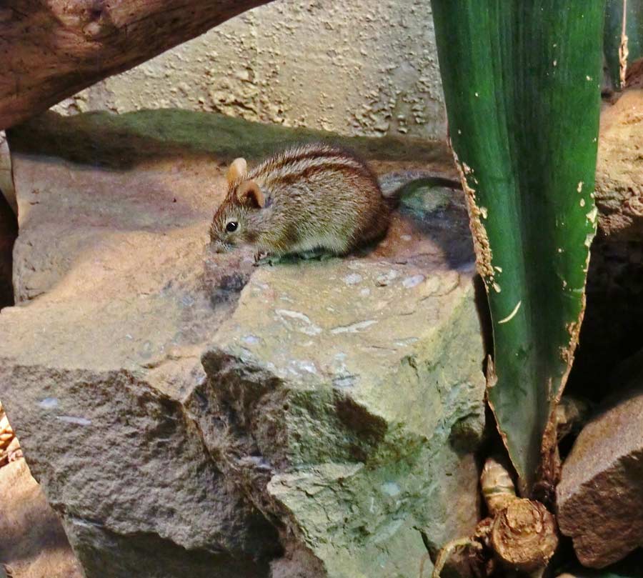 Striemen-Grasmaus im Wuppertaler Zoo im August 2014