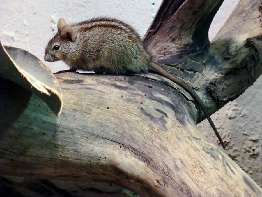 Striemen-Grasmaus im Wuppertaler Zoo im August 2014