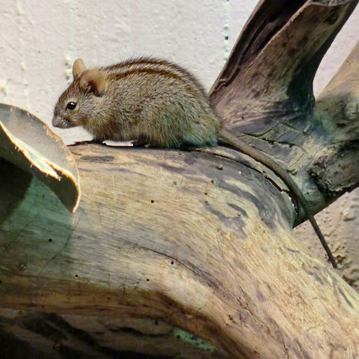 Striemen-Grasmaus im Wuppertaler Zoo im August 2014