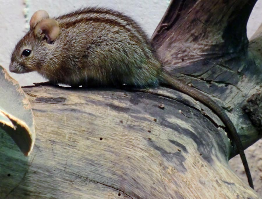 Striemen-Grasmaus im Zoo Wuppertal im August 2014