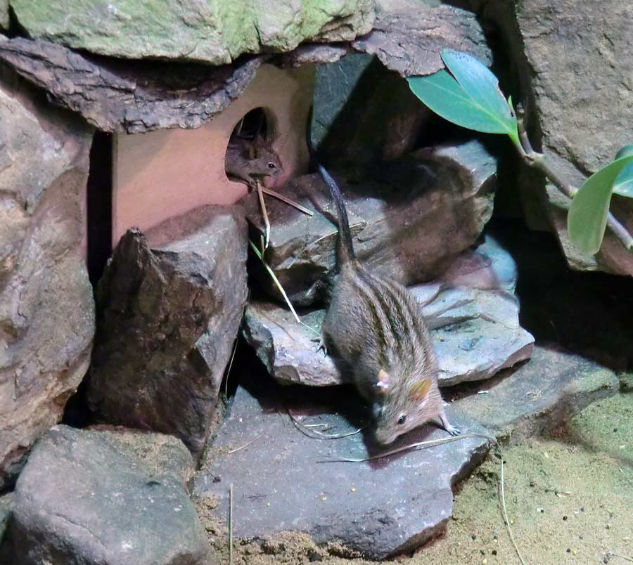 Striemen-Grasmaus mit Jungtier im Zoologischen Garten Wuppertal im August 2014