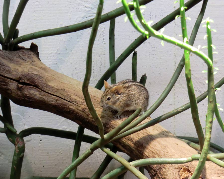 Striemen-Grasmaus im Wuppertaler Zoo im August 2014