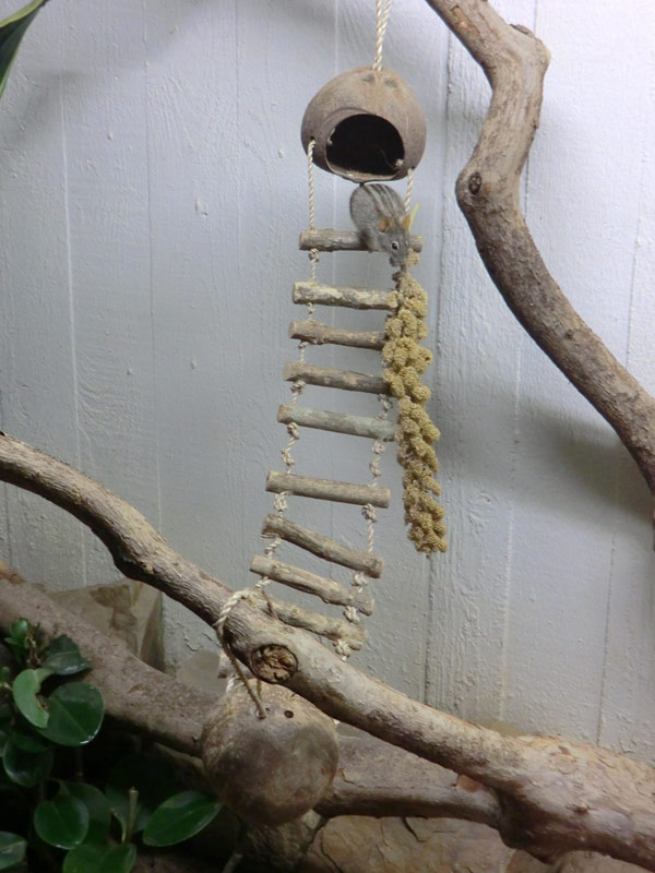 Striemen-Grasmaus im Zoologischen Garten Wuppertal im August 2014