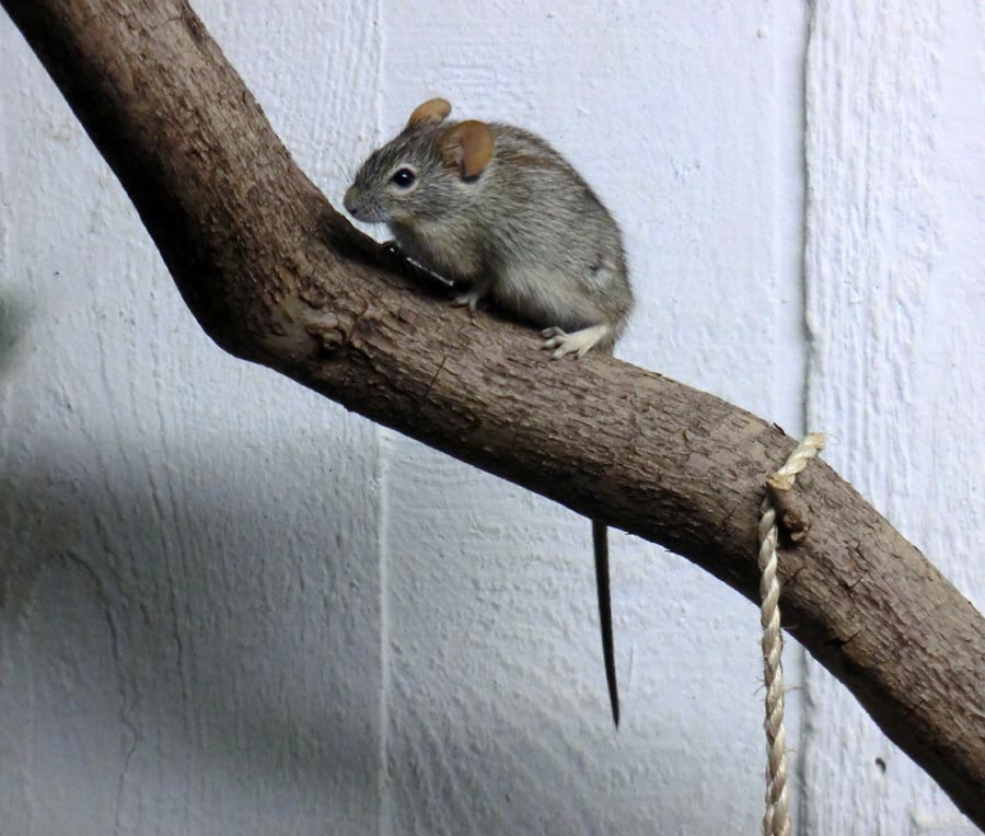 Striemen-Grasmaus im Zoo Wuppertal im August 2014