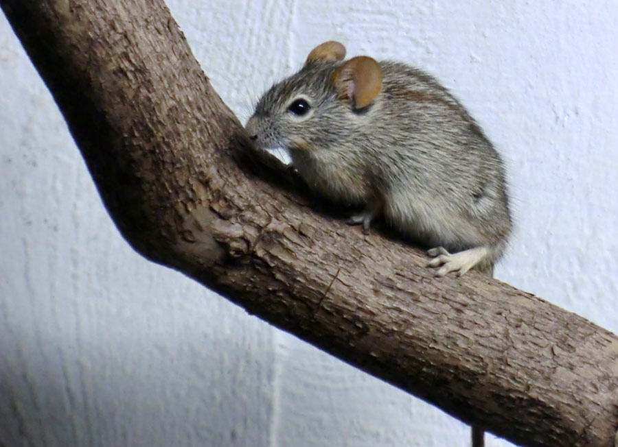 Striemen-Grasmaus im Zoologischen Garten Wuppertal im August 2014