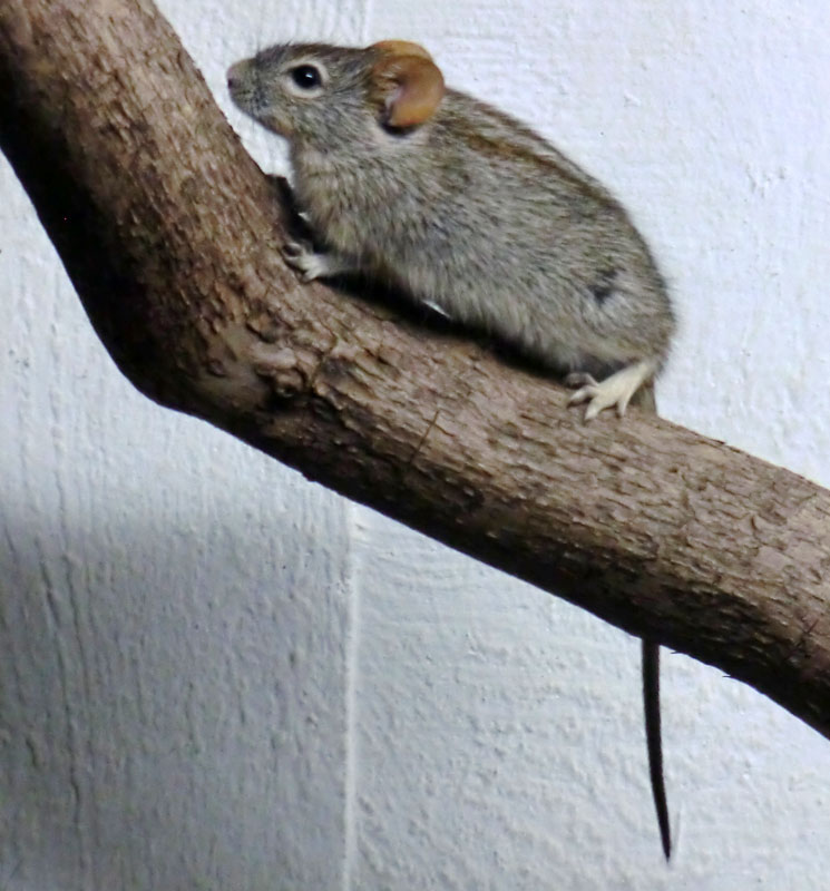 Striemen-Grasmaus im Wuppertaler Zoo im August 2014