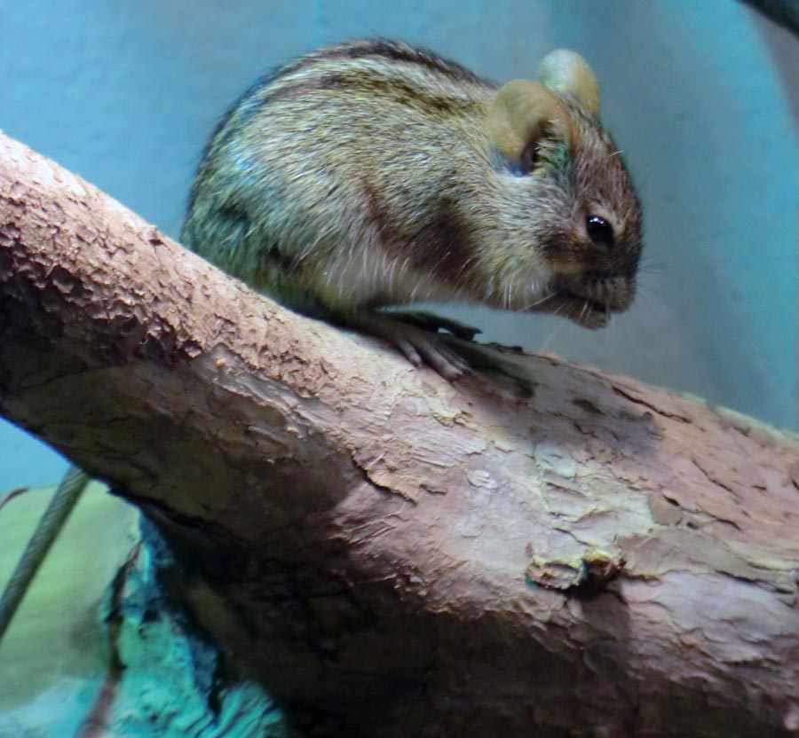 Striemen-Grasmaus im Zoo Wuppertal im August 2014