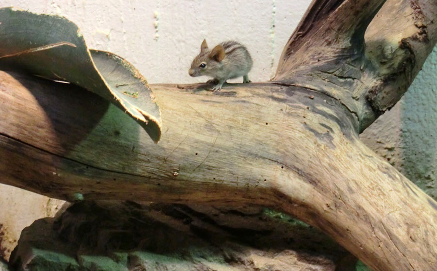 Striemen-Grasmaus im Zoo Wuppertal im August 2014