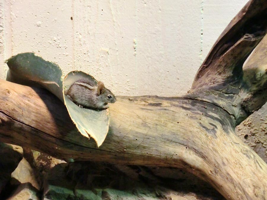 Striemen-Grasmaus im Zoologischen Garten Wuppertal im August 2014