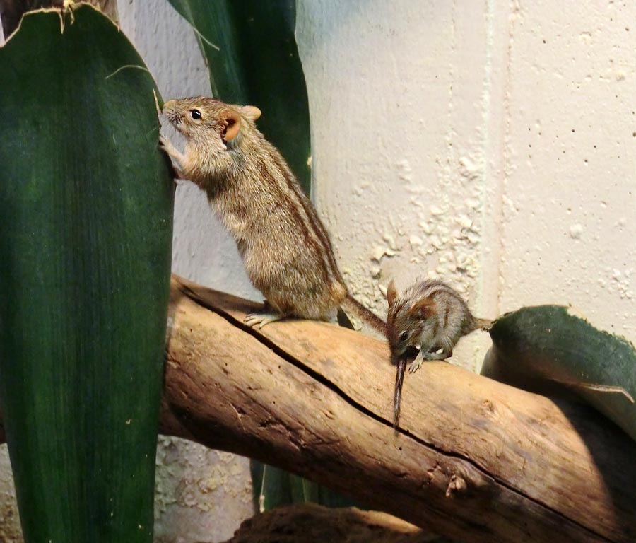 Striemen-Grasmaus im Wuppertaler Zoo im August 2014