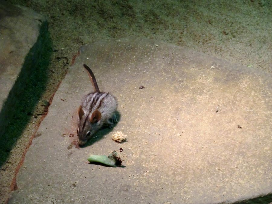 Striemen-Grasmaus im Zoo Wuppertal im August 2014