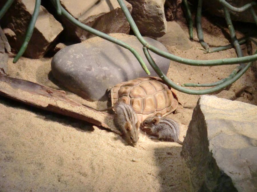 Striemen-Grasmaus im Wuppertaler Zoo im August 2014