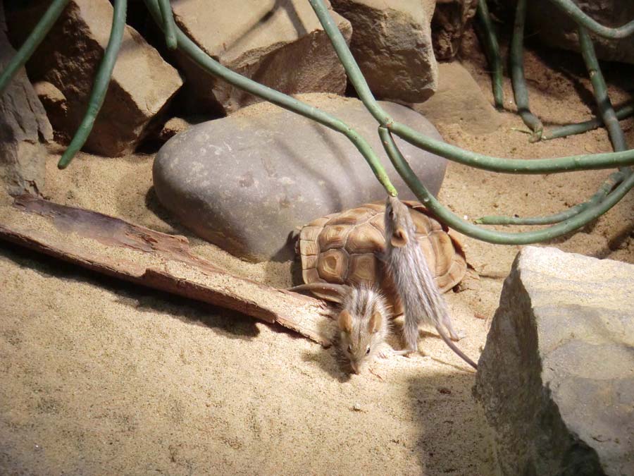 Striemen-Grasmaus im Zoo Wuppertal im August 2014