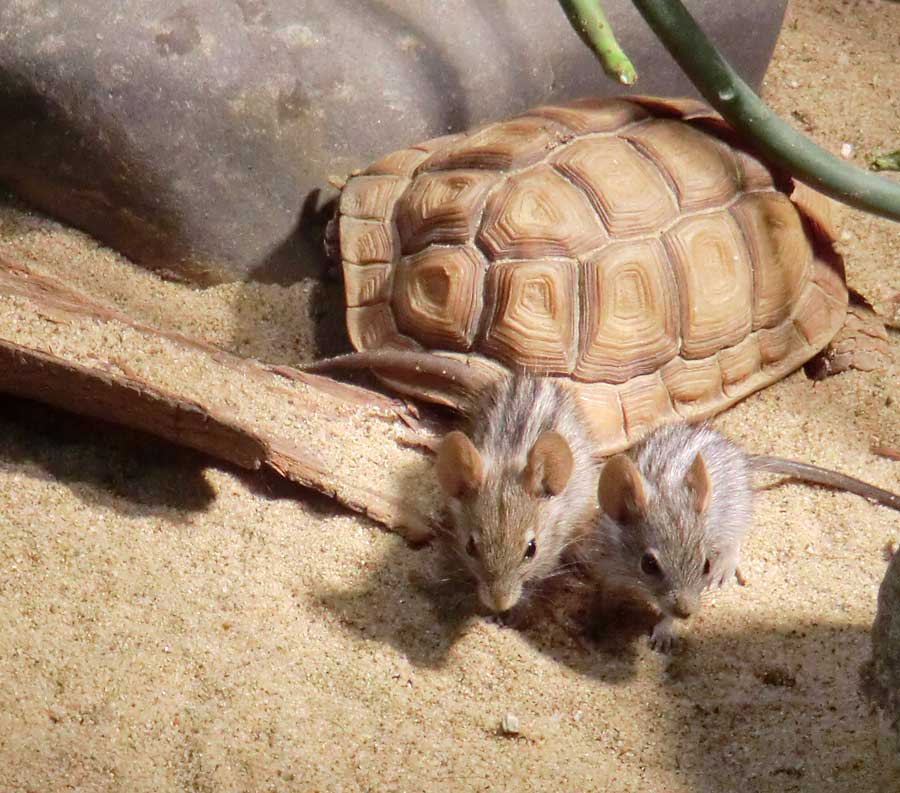 Striemen-Grasmaus im Zoologischen Garten Wuppertal im August 2014