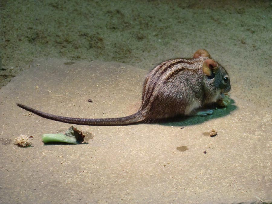 Striemen-Grasmaus im Zoo Wuppertal im August 2014