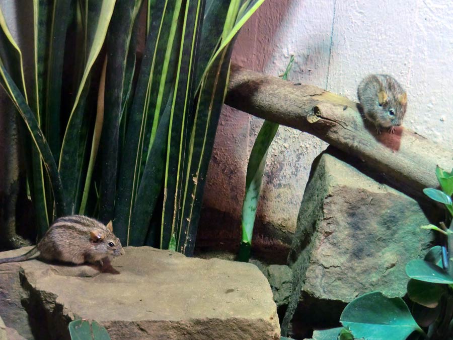 Striemen-Grasmaus im Zoologischen Garten Wuppertal im August 2014