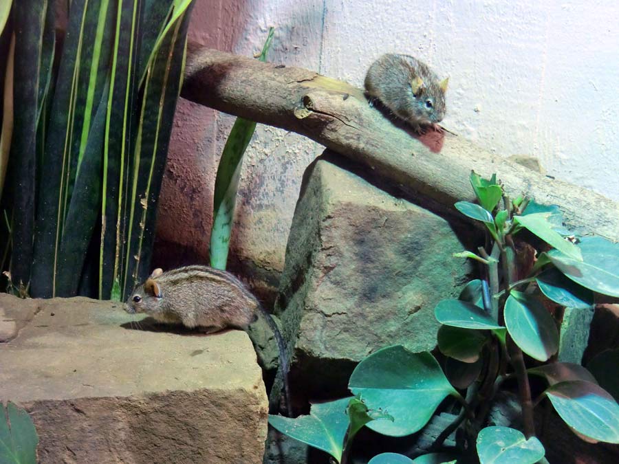 Striemen-Grasmaus im Wuppertaler Zoo im August 2014