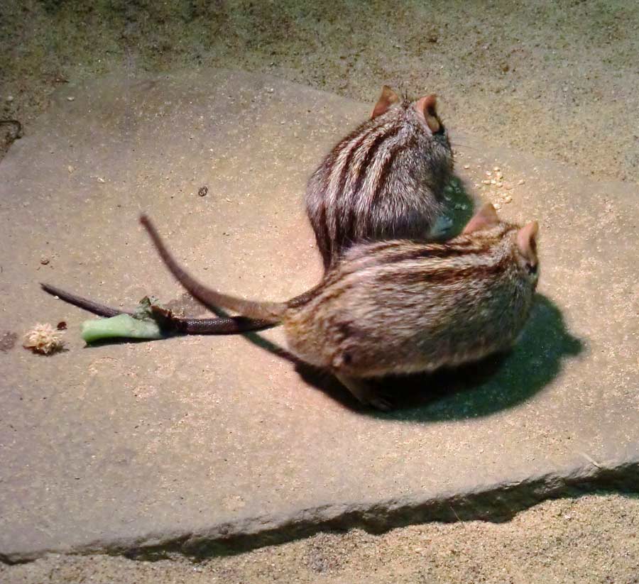 Striemen-Grasmaus im Zoologischen Garten Wuppertal im August 2014