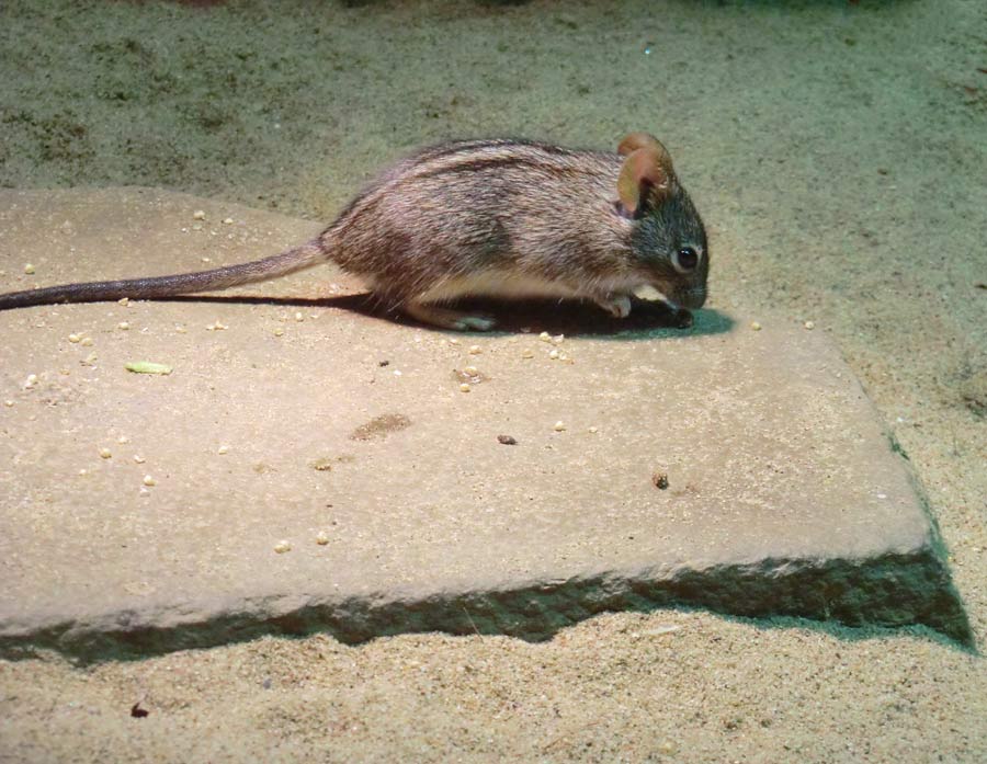 Striemen-Grasmaus im Zoo Wuppertal im August 2014