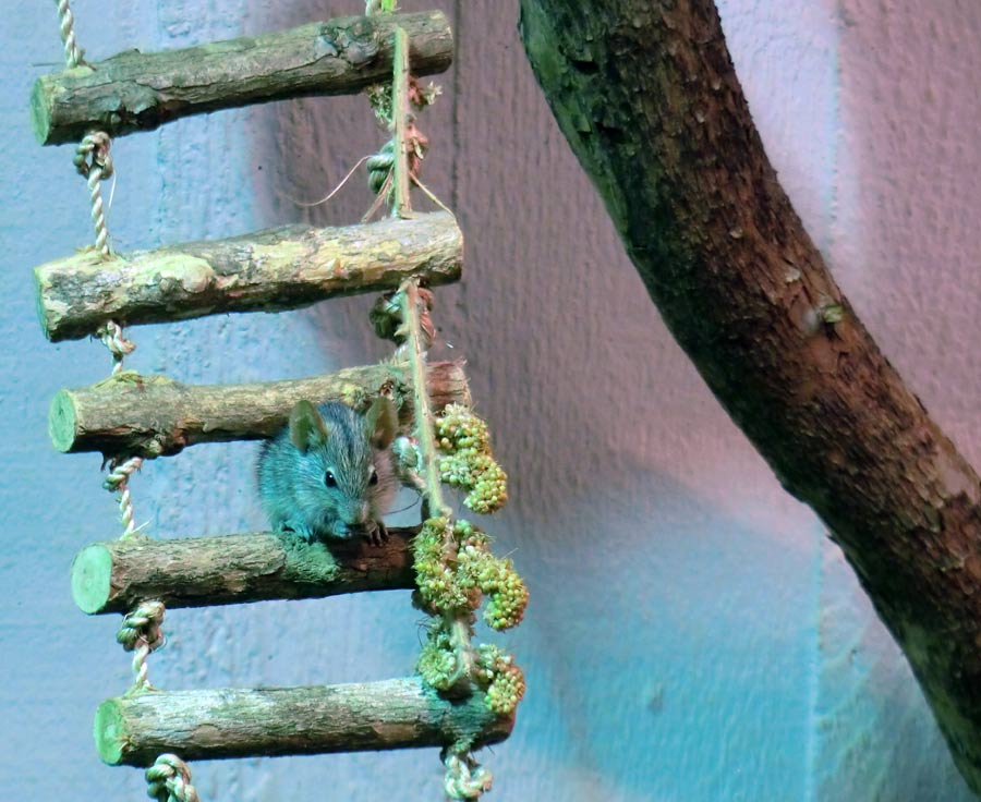 Striemen-Grasmaus im Zoologischen Garten Wuppertal im August 2014