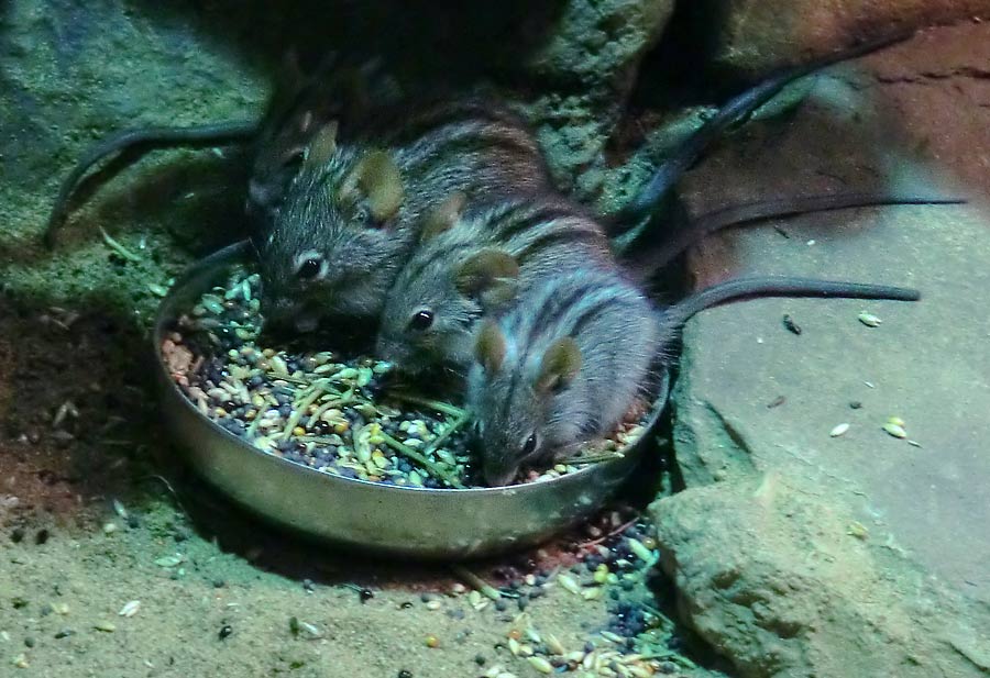 Striemen-Grasmaus im Zoologischen Garten Wuppertal im August 2014