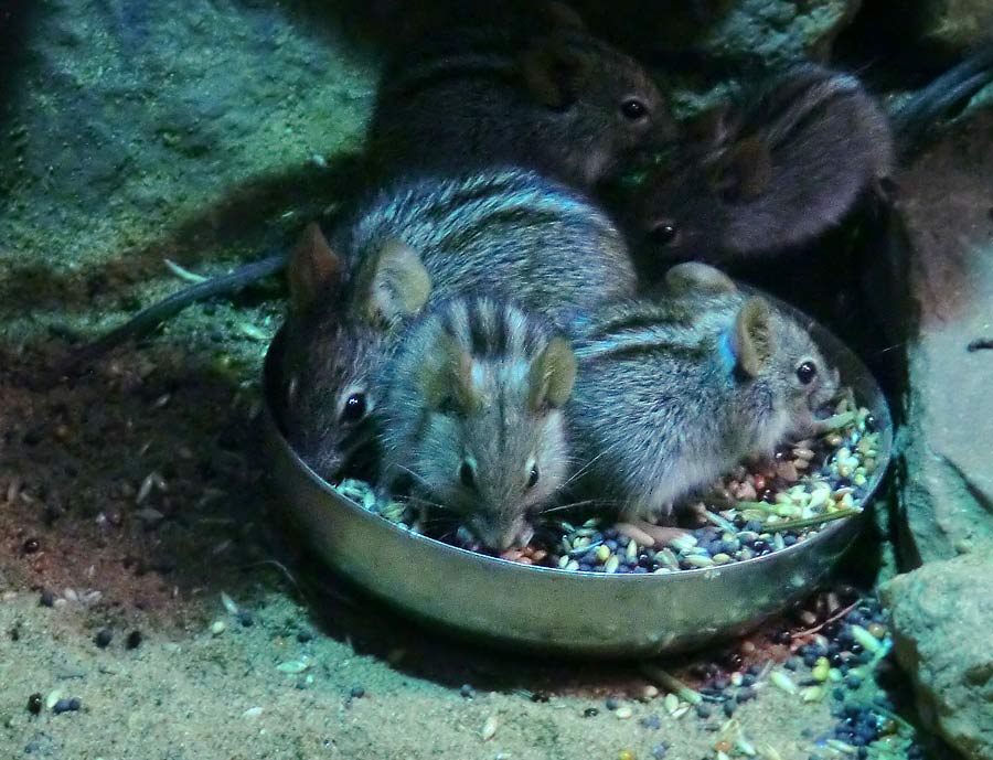 Striemen-Grasmaus im Wuppertaler Zoo im August 2014