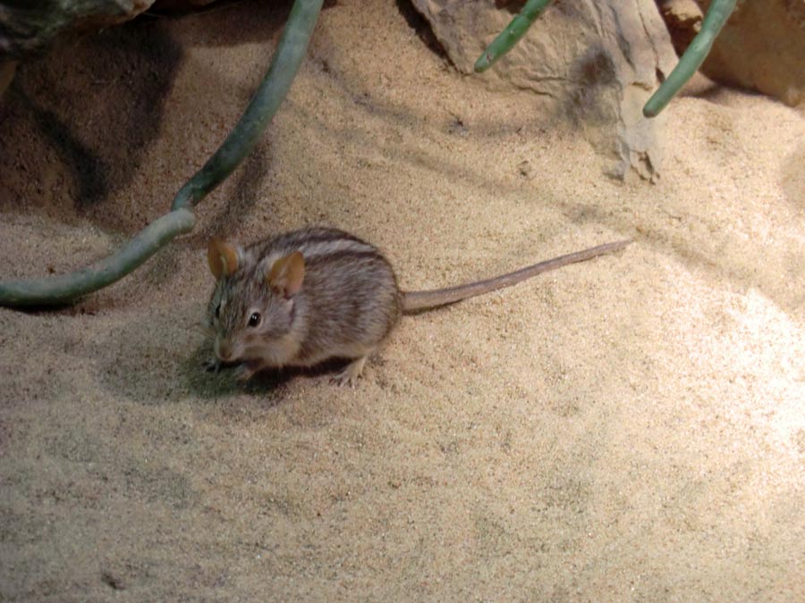 Striemen-Grasmaus im Wuppertaler Zoo im August 2014