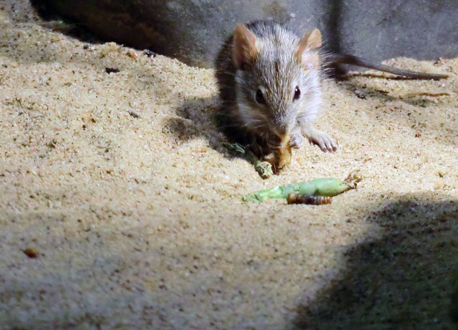 Striemen-Grasmaus im Zoologischen Garten Wuppertal im August 2014