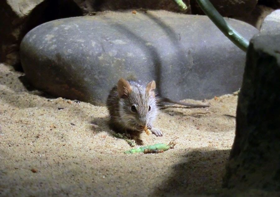 Striemen-Grasmaus im Wuppertaler Zoo im August 2014