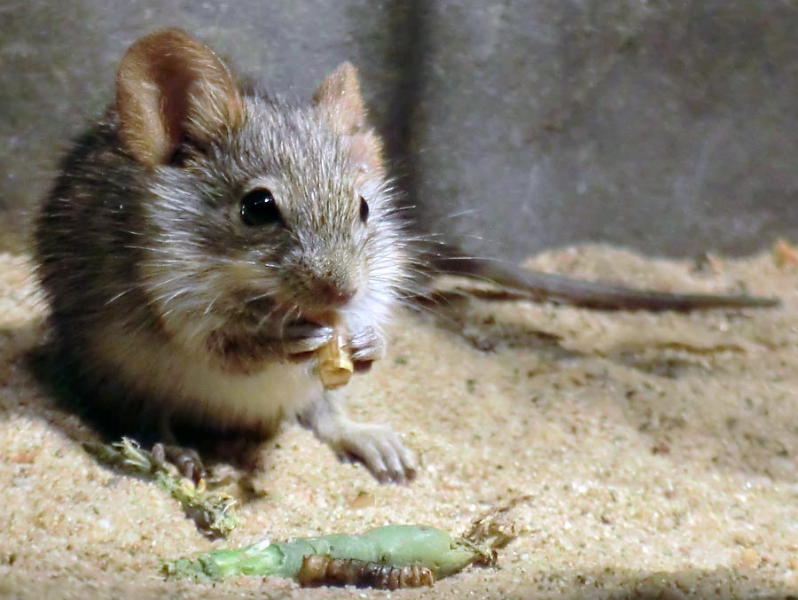 Striemen-Grasmaus im Zoo Wuppertal im August 2014