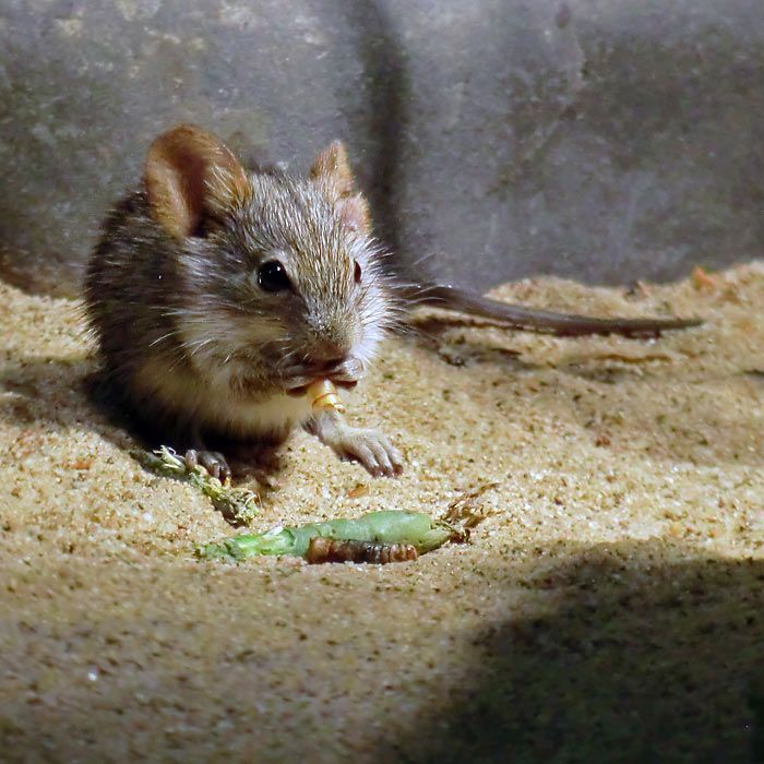 Striemen-Grasmaus im Wuppertaler Zoo im August 2014