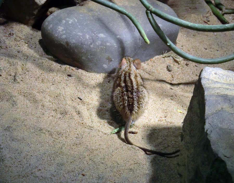 Striemen-Grasmaus im Zoologischen Garten Wuppertal im August 2014