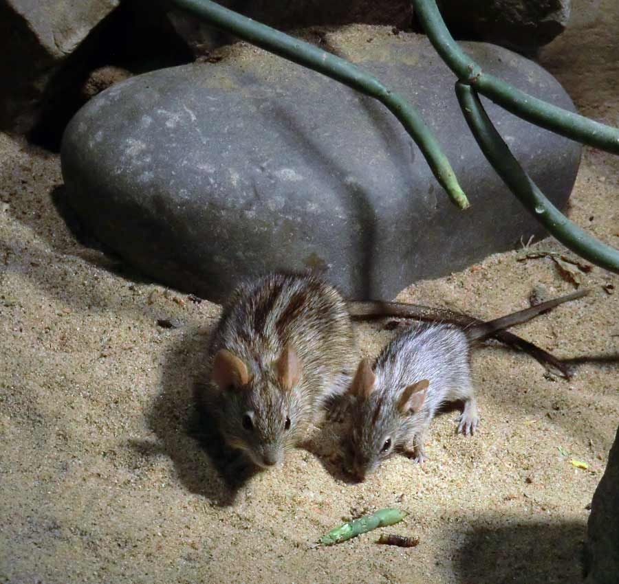 Striemen-Grasmaus im Wuppertaler Zoo im August 2014