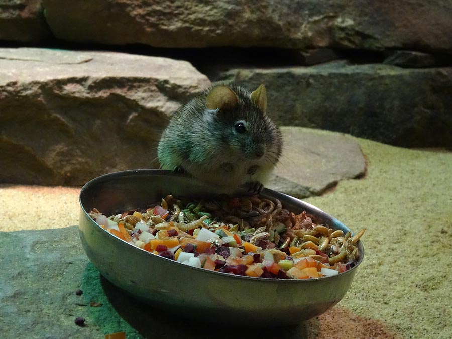 Striemen-Grasmaus im Grünen Zoo Wuppertal im Januar 2015