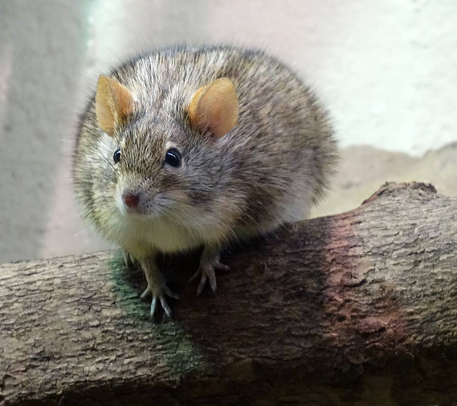 Striemen-Grasmaus im Wuppertaler Zoo im Januar 2015