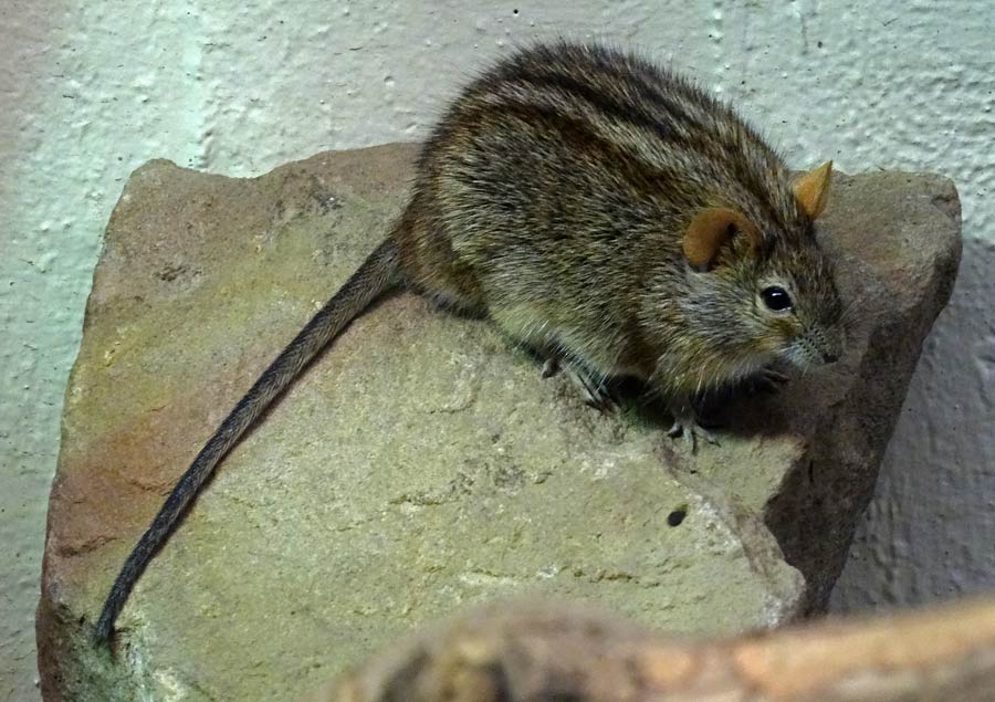 Striemen-Grasmaus im Zoo Wuppertal im Januar 2015