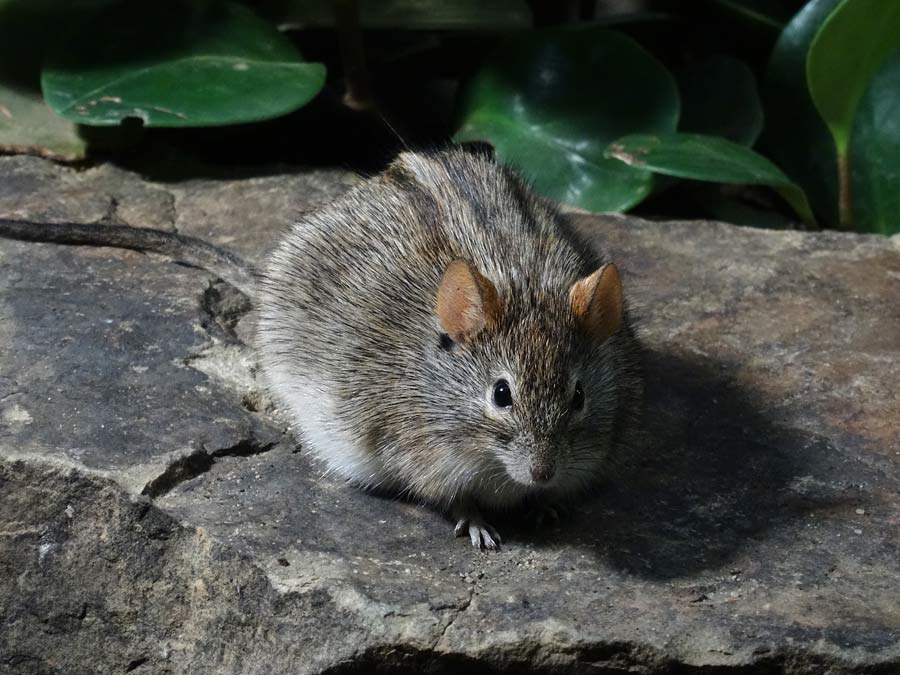 Striemen-Grasmaus im Grünen Zoo Wuppertal im Januar 2015