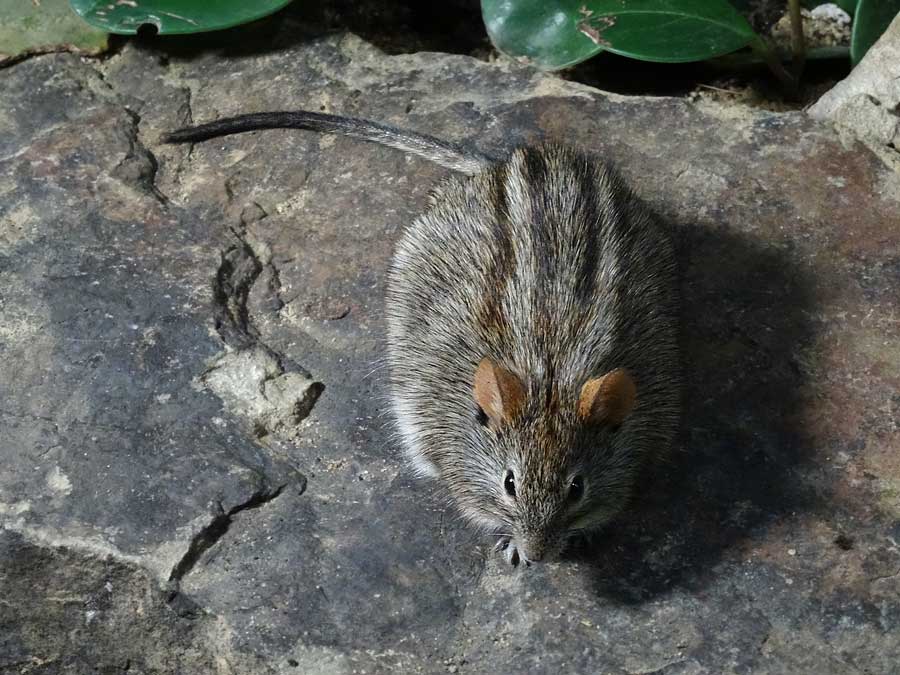 Striemen-Grasmaus im Wuppertaler Zoo im Januar 2015