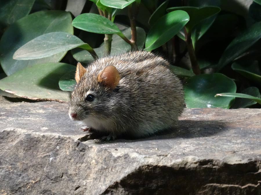 Striemen-Grasmaus im Grünen Zoo Wuppertal im Januar 2015