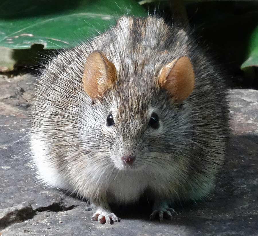 Striemen-Grasmaus im Zoo Wuppertal im Januar 2015